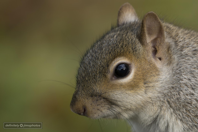 a close up photo of  squirrel