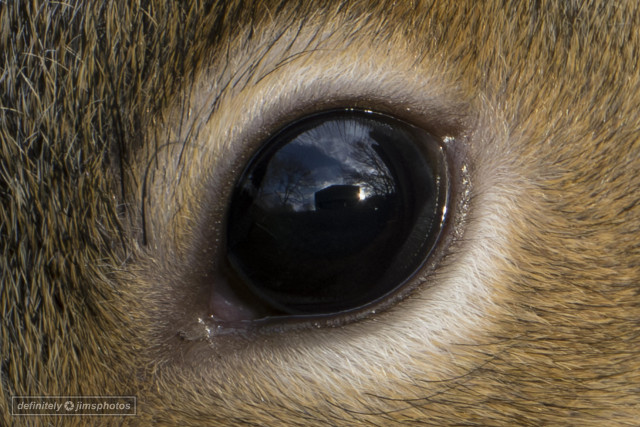 a woodland reflection in the eye of a squirrel