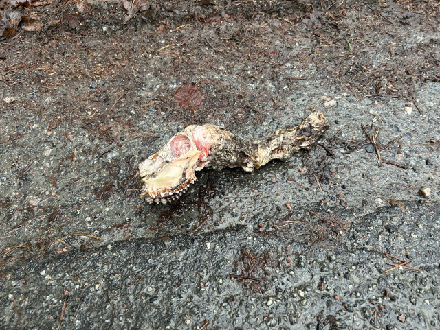 En förmultnande djurskalle vilar på en våt, stenig yta, omgiven av löv och skräp. Skallen visar tecken på att den nyligen blivit äten. På grund av färska köttrester. 