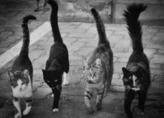 black and white photo of four tough looking cats strutting down the lane wiht tails in the air