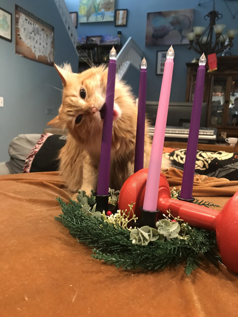 nugget the nibbler, menace to all corporeal objects, head bent to the side, jaws wrapped around a faux purple candle crushing tiny fangs into the material and leaving tiny indentations. the candle is part of faux material advent wreath weighted down with a dumb bell (to stop the cats from removing the table cloth).