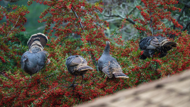 Four large turkeys standing in the top of a small tree heavy with red berries