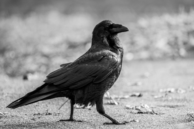 A raven in black and white. It has a cocky stance and shiny black feathers