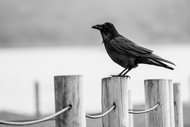 A raven in black and white, standing on a cricked wood fence pole, dark and black against the washed out would and background
