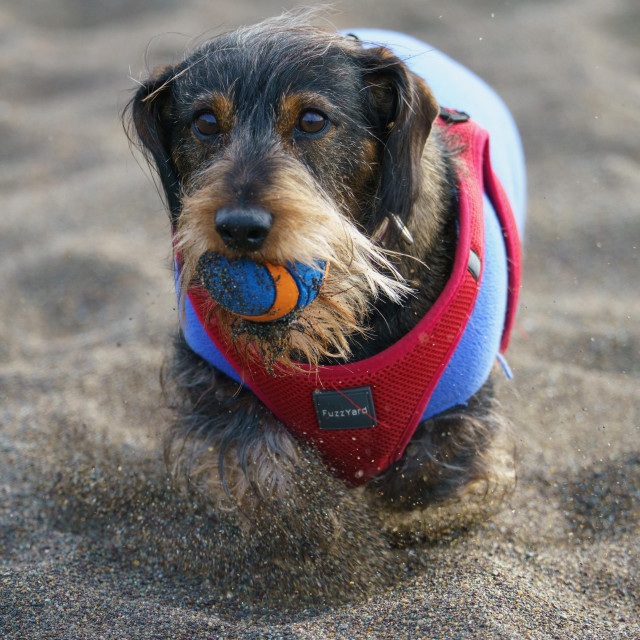 A dachshund running on the beach, ball in mouth. He's wearing a blue vest and red harness