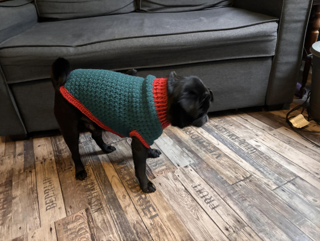 A black pug photographed sideways. He is wearing a green jumper with red trim. 