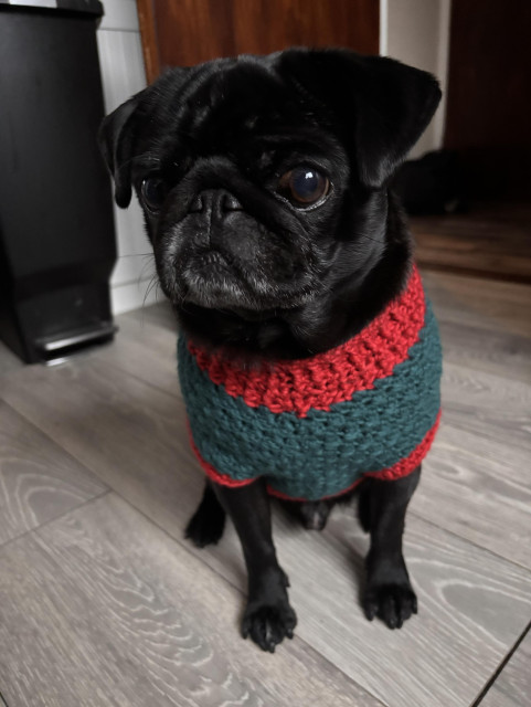Black pug sitting down looking at the camera with his big eyes. He is wearing the jumper and you can just about see how it ends halfway down his tummy. 