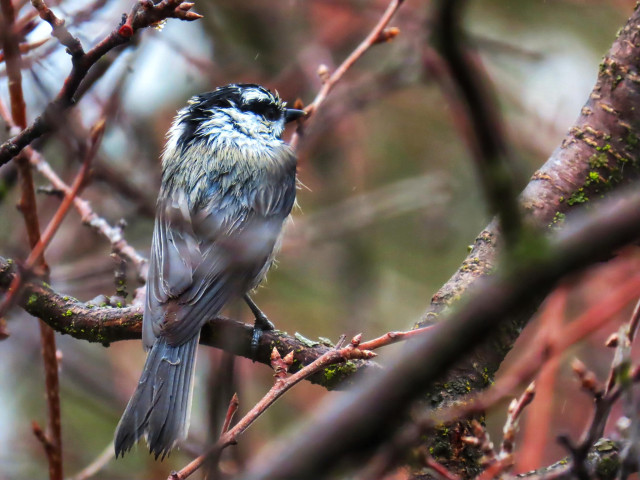Photo of a rain-soaked mountain chickadee--a tiny grey and white songbird with a black cap and thin, black masking stripe across the eye--sitting in the branches of a mahogany bush, dozens of other thick and thin wet branches criss-crossing the frame in sharp and soft focus. The sodden little bird has eir back to us, body drawn up and wings tucked back as e looks off like a night watch at attention in right-facing profile under a misty, overcast winter sky. The colors have that slightly glossed and vivid look stones take on after you submerge them in water--ruddy bark and young stems, stipples of bright green moss, and a soft backdrop of evergreen.