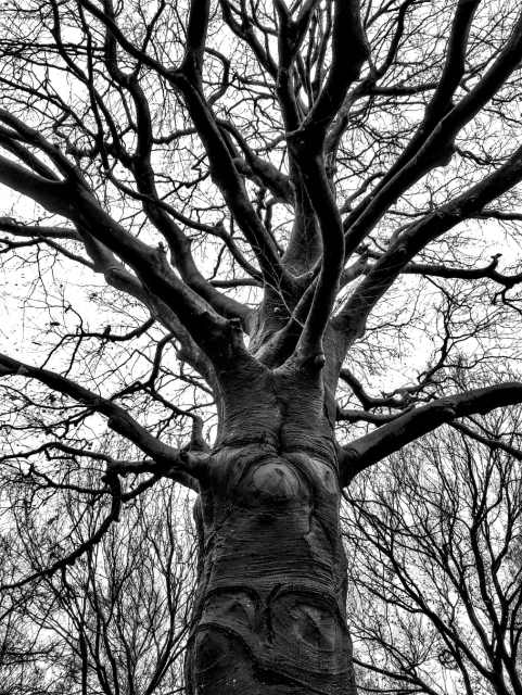 Black and white photo of a bare beech tree with a thick trunk with textured bark, seen rising upward and outward through the middle of the frame. Branches from other trees can be seen on either side of this tree.