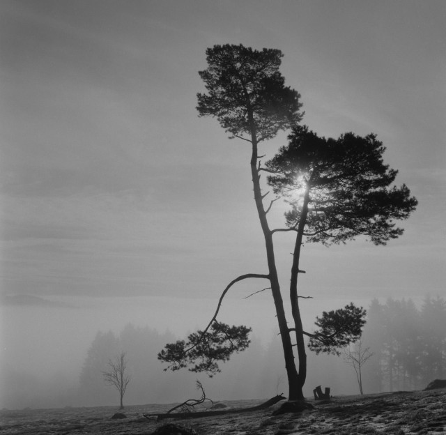 Eine Kiefer steht auf einer Wiese im Nebel.  Die Sonne ist leicht hinter dem Stamm zu erkennen, ein Ast hängt nach unten.

Das Foto ist in schwarzweiss. 