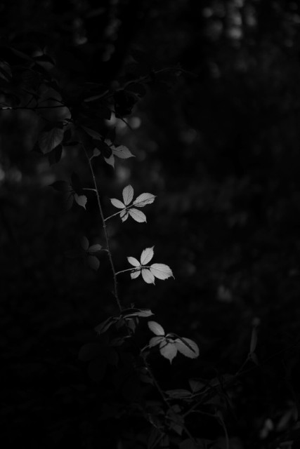 Monochrome. In darkness a barbed string of clustered leaves, unrolled to the unseen floor, catches a beam of sun, light finds a way.