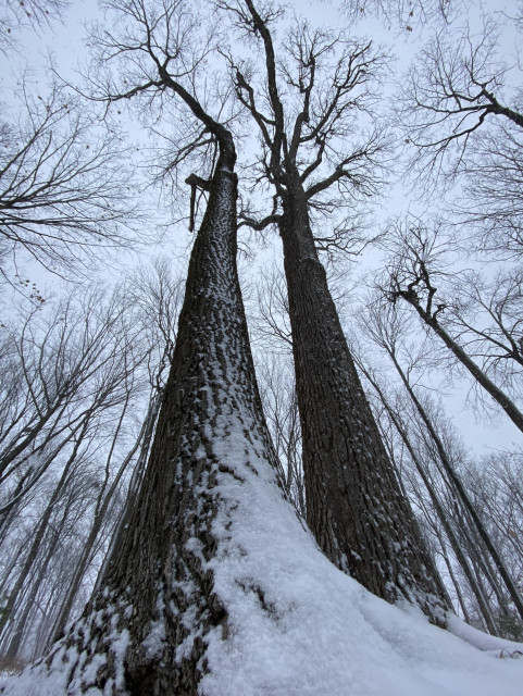 Ground level view looking up two tall trees. Their trunks are very dark against the gray sky. The one that's closer and to the left curves near the ground, and the curve is covered in snow. It's a color photo but it looks black and white. 