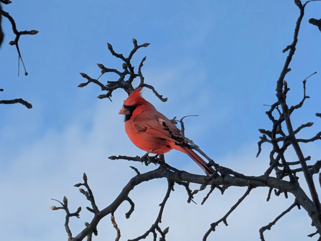 A bright red cardinal sitting on a bare tree branch against the partly cloudy blue sky