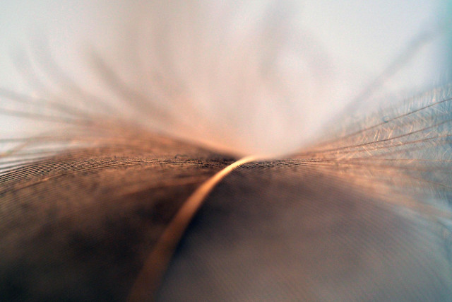 Eine Feder in einer Nahaufname. Der Fokus liegt auf dem Schaft, die Fahnen werden zum Rand unscharf. Licht von unten färbt die Feder rötlich, der schwungförmige Schaft scheint zu leuchten.

A feather in close-up. The focus is on the shaft, with the barbs becoming blurred towards the edges. Light from below gives the feather a reddish hue, making the curved shaft appear to glow.