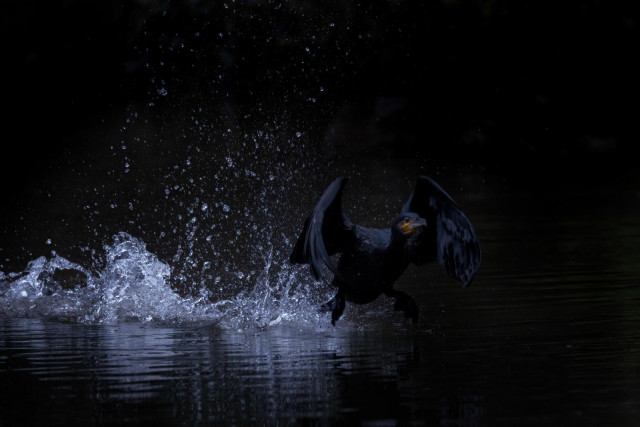 Aus dem Wasser startender Kormoran