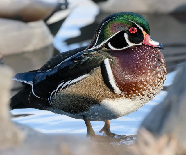 A color landscape photo of a duck. The colorful duck faces toward the right and  fills most of the frame. It has green feathers with iridescent colors of yellows, blues, and reds on top of its head. These feathers sweep back into a "duck tail". Its lower head is black with white thin line highlights. There's a red eye. The chest is a bronze color with light tan spots. The back is black with more iridescent colors. There's white highlights on the back as well. The side is a brown color with very fine white and black lines. The belly is a light tan color. The duck stands on a rock that is in water. The duck is scrunched down and relaxed. 