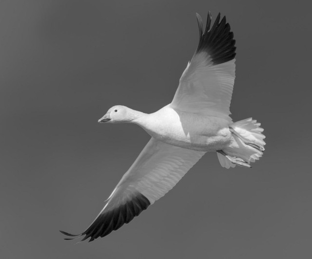 A black and white landscape photo of a white goose with black wingtips. The black on the wingtips covers about a quarter of the wing. Otherwise, the goose is pure white. The goose is flying towards the left with its wings fully outstretched as though it were gliding. The goose appears to be looking at the camera. The eyeball is black.