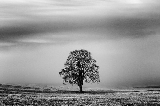 A leafless tree stands alone in the centre of a wide, open field, captured in high-contrast black and white. Its dark trunk and dense web of bare branches form a sharply defined silhouette against the pale, foggy horizon, and its shadow stretches to one side across the ground. The flat, lightly textured field fades into mist in the distance, while the vast sky above fills the frame with soft, horizontal bands of grey that suggest layered clouds.