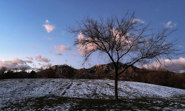 A park hillside partially covered in days-old snow, with a small, bare-branched tree on the hill overlooking distant, snow-covered mountains just beginning to show the first rays of sunrise light, with some lumpy cumulus clouds above the mountains reflecting some pinkish colors from the rising sun.