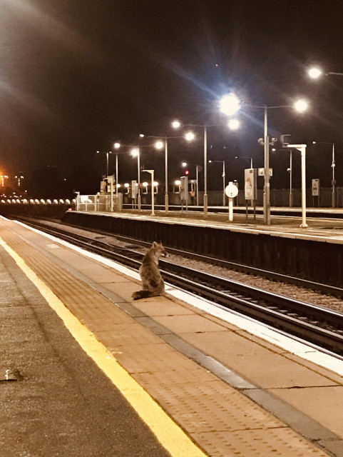 Bushy looking fox sitting alone at the edge of a London Overground platform at night