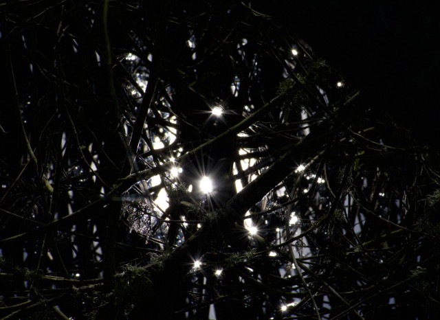 A very dark image of small bushes and reeds tangled together above a surface of water. There is sunlight reflecting up from the water, creating a glow and some big sparkles behind the tangled twigs and reeds and branches that make up most of the image.

The light is so low and the glinting water is so bright white that the image appears to be black and white monochrome, but it is color if you look closely.