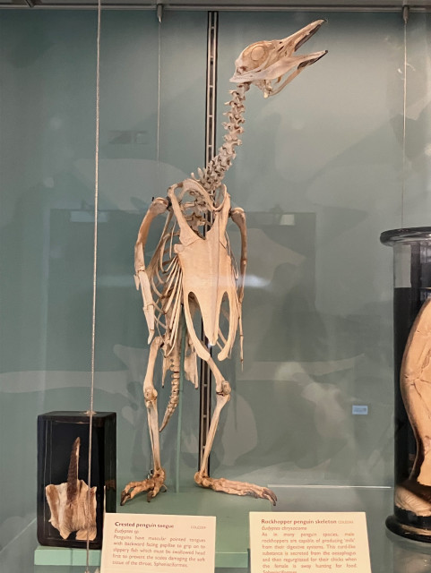 Photo of a skeleton of a rockhopper penguin on display in the Cole Museum of Zoology at the University of Reading. Note the heel is touching the floor, which is unusual for birds. Birds ancestrally and commonly have digitigrade feet, meaning the heels never touch the ground at any point during their walking cycle.