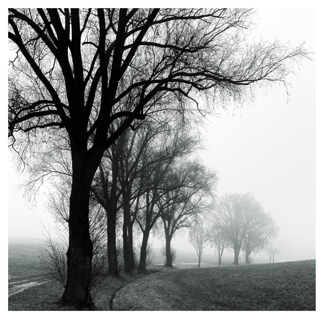 A monochrome image depicting a row of bare trees silhouetted against a foggy background. A winding path leads through a grassy landscape, creating a serene, atmospheric scene.