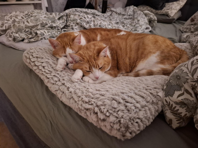 two orange cats on a cat bed, lying next to one another, with their front paws almost exactly in the same pose underneath their chins. Both looking very eepy