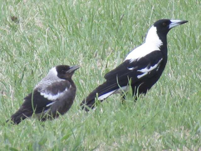 An adult and a young magpie bird. The young one is smaller. duller black and somewhat fluffy 