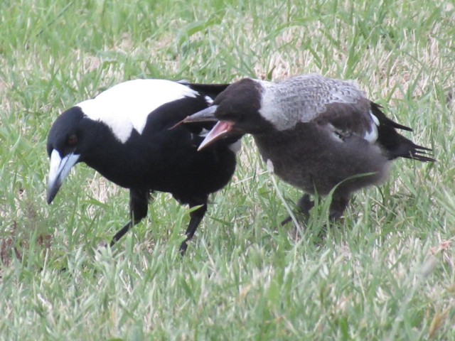 An adult and a young magpie bird. The young one is smaller. duller black and somewhat fluffy. The youngster appears to be yelling at the adult 