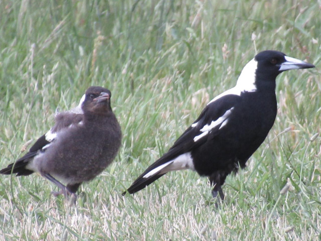An adult and a young magpie bird strutting through grass. The young one is smaller. duller black and somewhat fluffy 