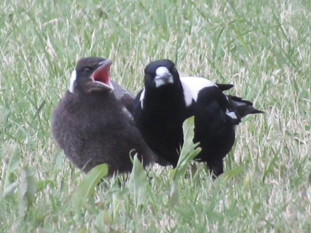 An adult and a young magpie bird. The young one is smaller. duller black and somewhat fluffy. The youngster appears one seems to be yelling 