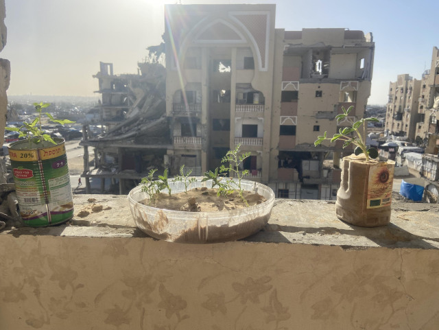 Our little green survivors