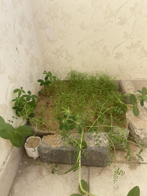 Our little green survivors