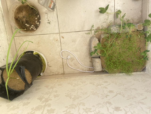 Our little green survivors