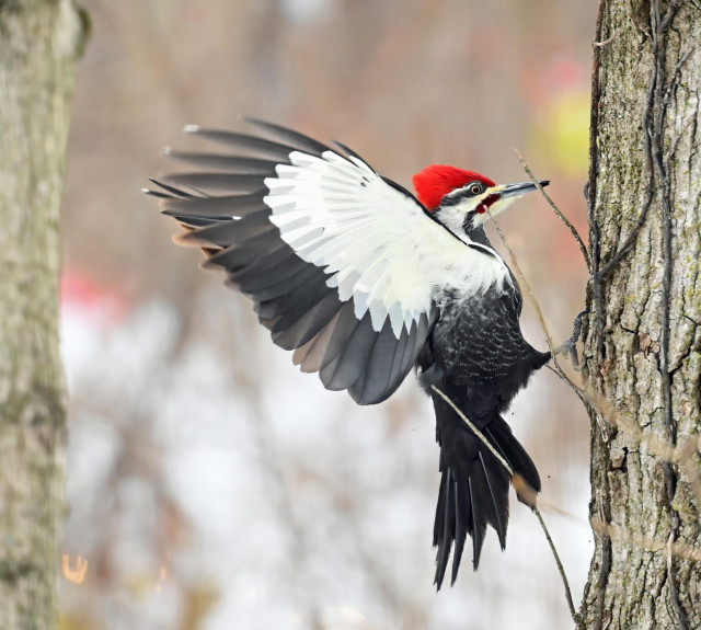 A pileated woodpecker hangs onto a tree while he opens his wings showing the large white patch of feathers on the underside. Over the top edge of the wing, you can see his white and black head with its bright red crest and the red mustache that marks him as a male. 