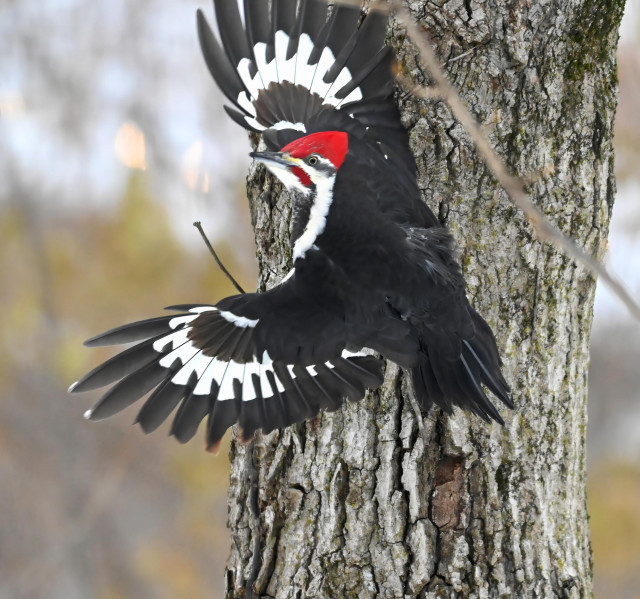 A male pileated woodpecker has lifted his wings, preparing to push off from the tree on which he has been hanging. 
