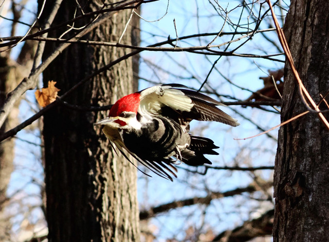 A male pileated woodpecker is airborne on his way to the feeder. His wings are almost folded against his body at this point in his flight. He looks like a red headed missile.