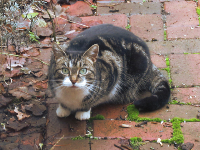 Eine getigerte Katze mit weißer Brust sitzt auf roten Pflastersteinen und sieht mit ganz großen, erstaunten Augen zur Fotografin hoch.