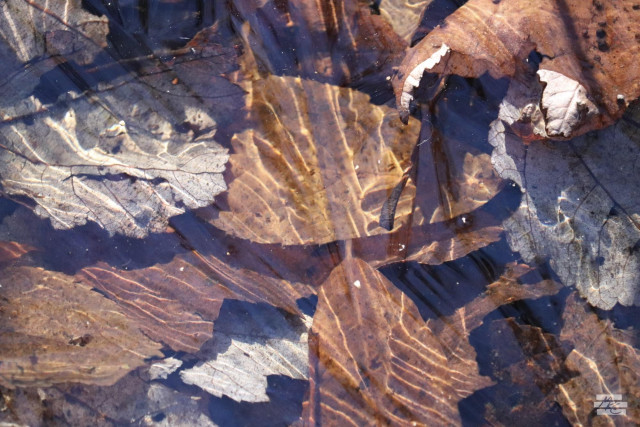 Photograph of leaves in a shallow stream with a thin layer of ice on the surface refracting the sunlight into glowing ripples across the faces of the submerged leaves.