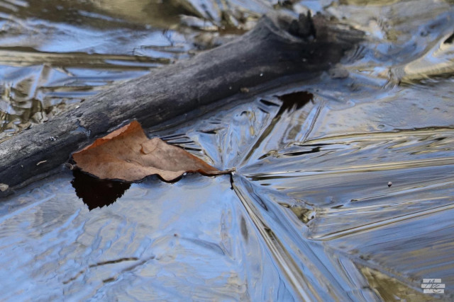 Photograph of a leaf nestled against a dark stick on the frozen surface of a small stream. The ice has formed so that ridged lines radiate out from the stem tip of the leaf. Other small angular ice patterns fill in the gaps between the stick and other forest debris on the thin, icy surface.