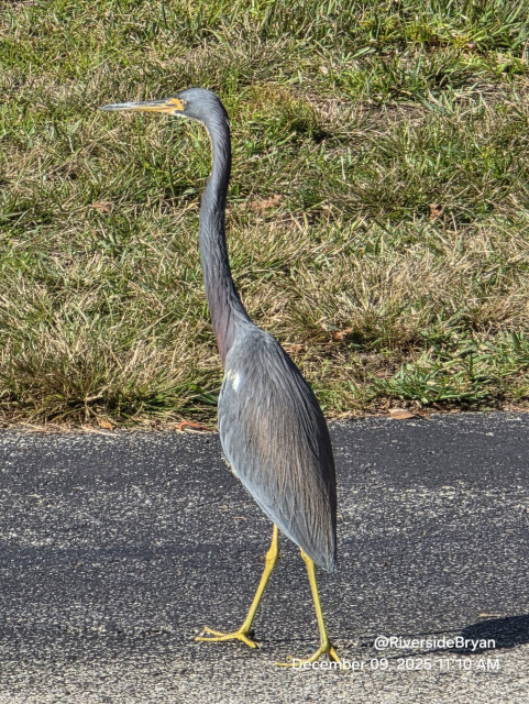 Tall, brightly colored bird walks across black asphalt.