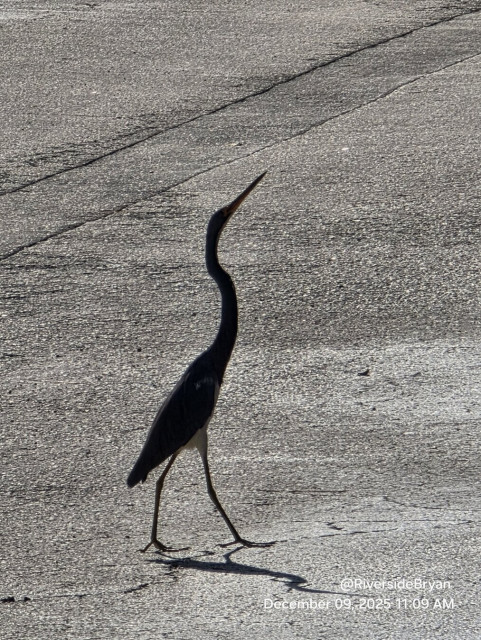 Tall, brightly colored bird stands in the middle of black asphalt.