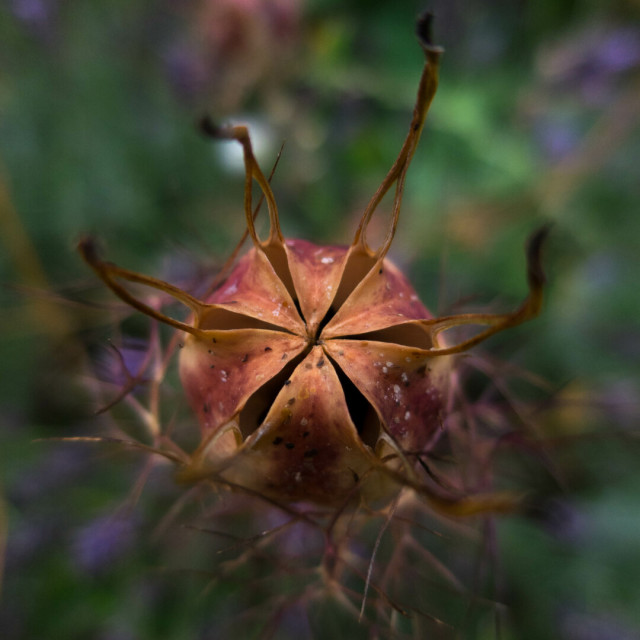 Photo of a rust and raspberry coloured dried Nigella seed pod, cracked open in a six-pointed asterisk, tendrils reaching towards you. The background is a blur of green and brown and violet.
