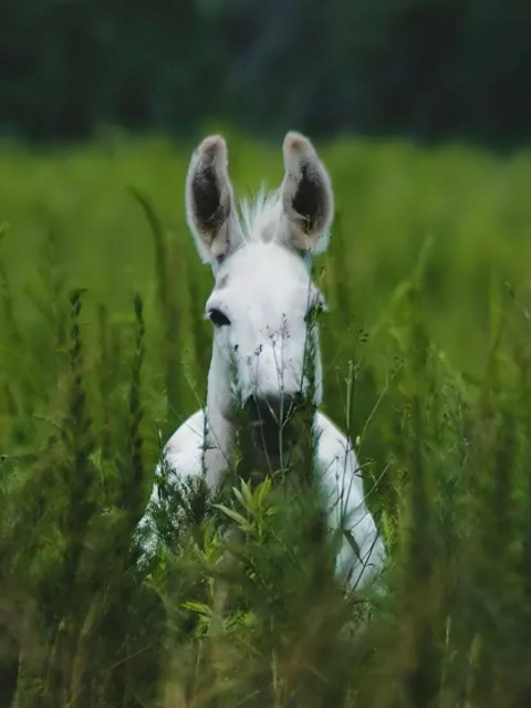 Oldest mule in western Europe found in an Iron Age Iberian burial site, revealing equid hybridization
