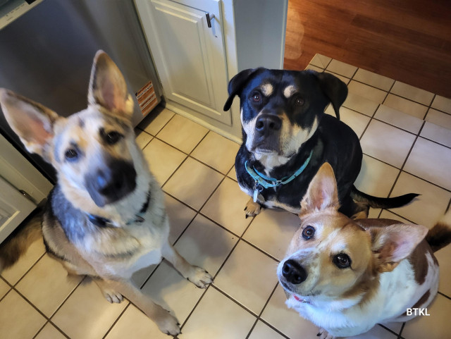 Three little fuzzy beggars demanding a slice of cheese. One gerberian sherpaderp puppy, one DIY rottie and a spotty dingus.