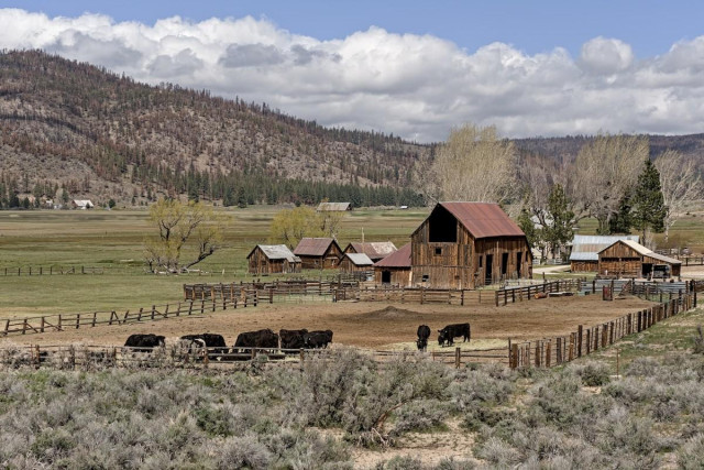 A color landscape photo of an old ranch property. The ranch is on the right side of the photo. Central is a large two story weathered wood barn. In front of the barn is a feed yard with about ten head of black colored cattle eating some freshly thrown hay. Other smaller weathered wood buildings surround the central barn. Sagebrush is in the foreground. The left half of the frame shows a flat grassy valley floor extending out to a range of tree covered mountains. Puffy clouds hug the tops of the mountains and above the clouds is a clear blue sky.