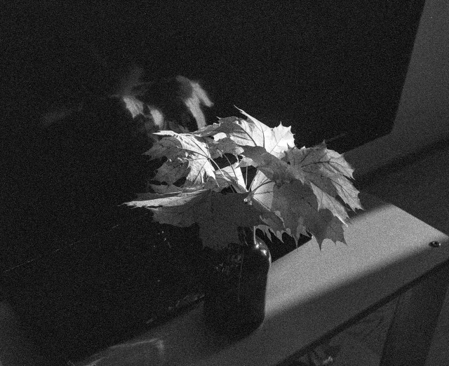 A black-and-white photograph showing a small bouquet of maple leaves placed in a dark glass bottle. A strong beam of light falls across the leaves, illuminating their jagged edges and veins while the background remains almost completely dark. The heavy grain adds a textured, film-like atmosphere, giving the still life a quiet, moody, almost cinematic feel