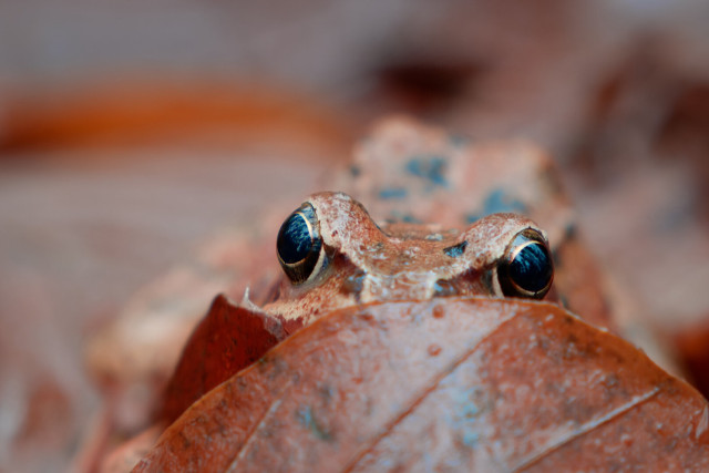 A close-up image of a brown frog partially hidden beneath a dry leaf, with only its eyes and upper head visible. The background is softly blurred in warm earthy tones, emphasizing the frog’s camouflaged appearance.