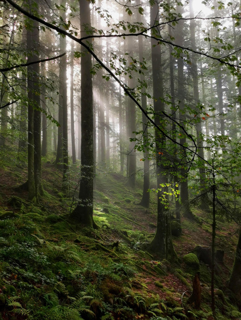 Le matin, le soleil perce le brouillard dans la forêt vosgienne. Ambiance lumineuse, mystérieuse, forte présence du vert de la mousse
